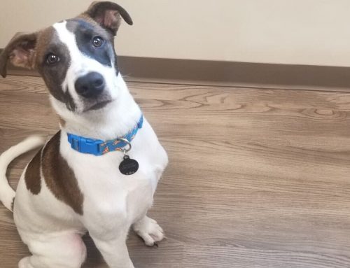 Medication Toxicity: Never Underestimate your pet’s smarts