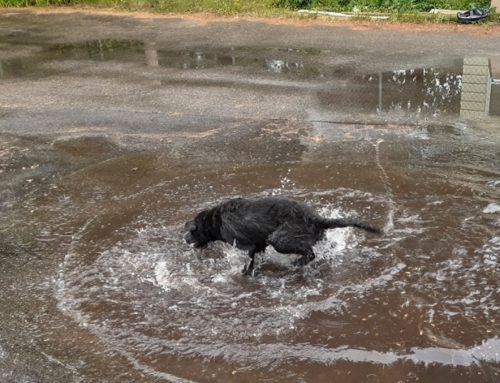 Leptosporosis: Beware of dangers in still waters