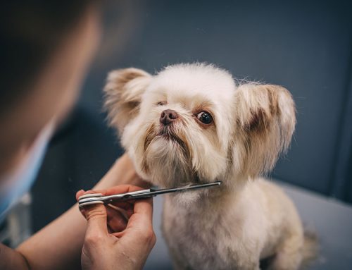 Grooming Services