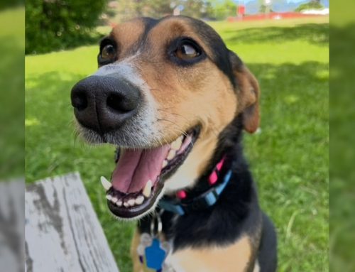 Dog Recurrent UTI and vulvoplasty: A little extra skin causes a lot of trouble