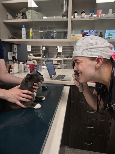 Veterinary team member looking into a gray and white cat's eyes with an ophthalmoscope