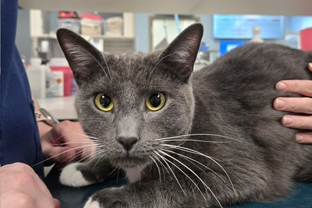 Gray and white cat with yellow eyes resting on an exam table at Greendale Village Vet