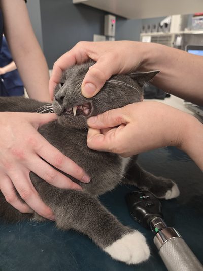 Veterinary team member opening a gray cat's mouth to check its teeth