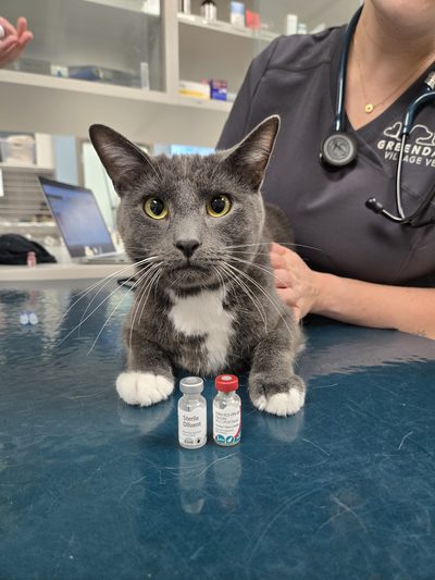 Gray and white cat sitting on an exam table beside two vaccine vials