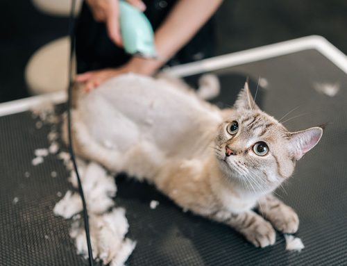 Grooming Services